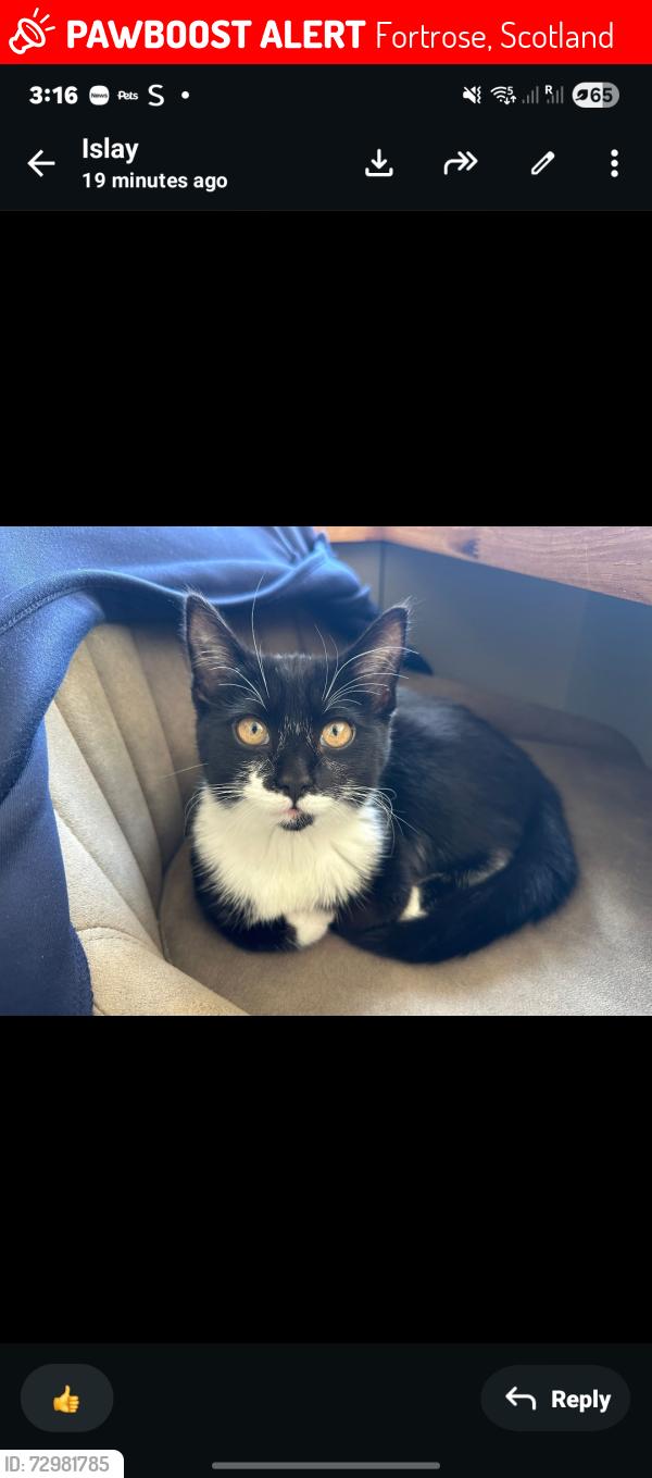 Lost Female Cat last seen AFTER THE HARBOUR IN FORTROSE , Fortrose, Scotland 