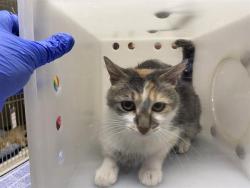 Shelter Stray Female Cat last seen Near BLOCK S 18TH ST, 3839 W Burnham St, West Milwaukee, WI 53215, USA