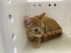Shelter Stray Female Cat last seen Near BLOCK W NORTH AVE, 3839 W Burnham St, West Milwaukee, WI 53215, USA