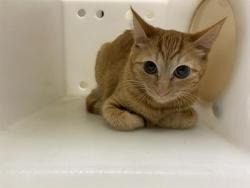 Shelter Stray Female Cat last seen Near BLOCK W NORTH AVE, 3839 W Burnham St, West Milwaukee, WI 53215, USA