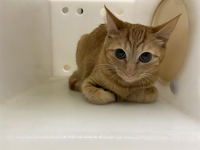 Shelter Stray Female Cat last seen Near BLOCK W NORTH AVE, 3839 W Burnham St, West Milwaukee, WI 53215, USA