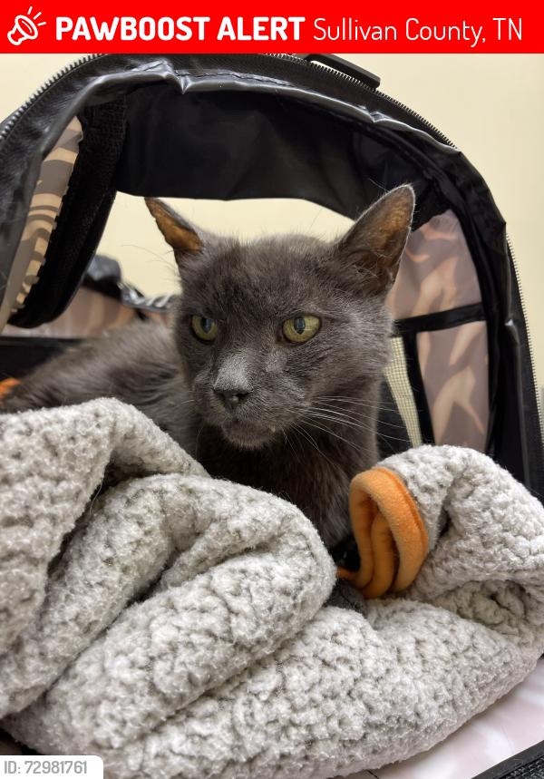 Lost Male Cat last seen Glen Haven Drive and Nicole Lane, Bluff City, TN (Glen Haven Subdivision), Sullivan County, TN 37618