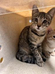 Shelter Stray Female Cat last seen Near BLOCK BLOUNTSTOWN HWY, TALLAHASSEE FL 32304, Tallahassee, FL 32311