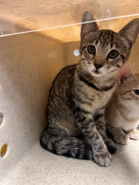 Shelter Stray Female Cat last seen Near BLOCK BLOUNTSTOWN HWY, TALLAHASSEE FL 32304, Tallahassee, FL 32311