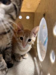 Shelter Stray Male Cat last seen Near BLOCK BLOUNTSTOWN HWY, TALLAHASSEE FL 32304, Tallahassee, FL 32311