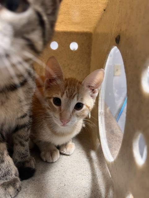 Shelter Stray Male Cat last seen Near BLOCK BLOUNTSTOWN HWY, TALLAHASSEE FL 32304, Tallahassee, FL 32311