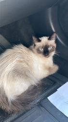Lost Female Cat last seen Stanton & commonwealth , Buena Park, CA 90621