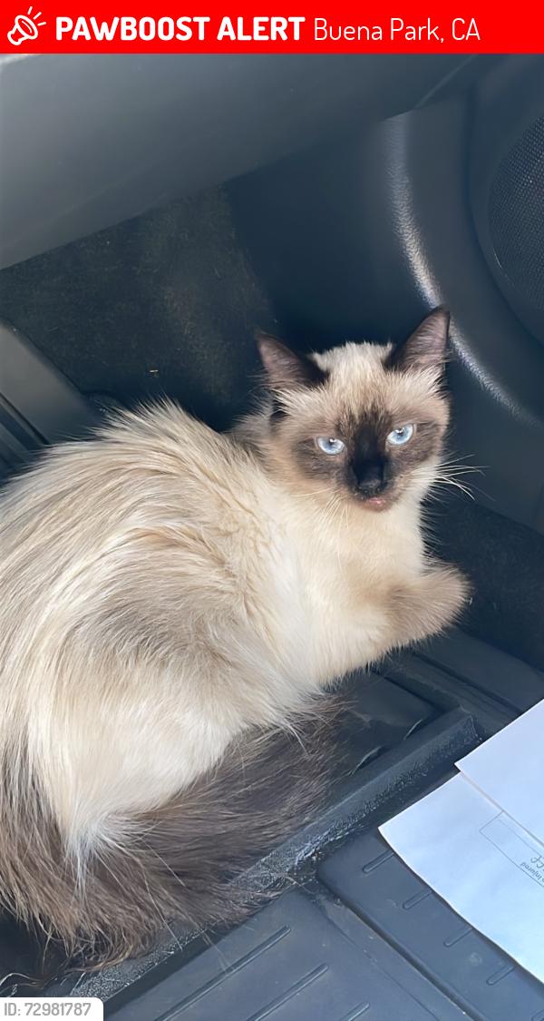 Lost Female Cat last seen Stanton & commonwealth , Buena Park, CA 90621