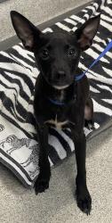 Shelter Stray Female Dog last seen Near BLOCK GARNER CT, TALLAHASSEE FL 32301, Tallahassee, FL 32311