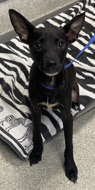 Shelter Stray Female Dog last seen Near BLOCK GARNER CT, TALLAHASSEE FL 32301, Tallahassee, FL 32311