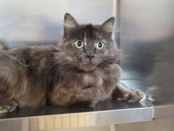 Shelter Stray Female Cat last seen , 957 N Gaffey St, San Pedro, CA 90731, USA
