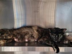 Shelter Stray Female Cat last seen , 957 N Gaffey St, San Pedro, CA 90731, USA