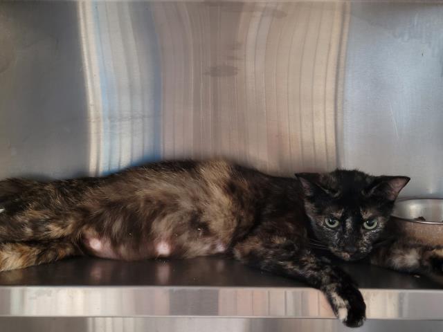 Shelter Stray Female Cat last seen , 957 N Gaffey St, San Pedro, CA 90731, USA
