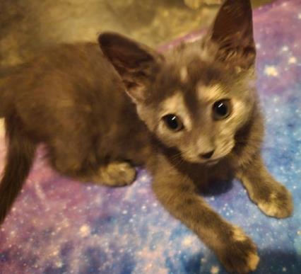 Shelter Stray Female Cat last seen CHARLOTTE, 8315 Byrum Dr, Charlotte, NC 28217, USA