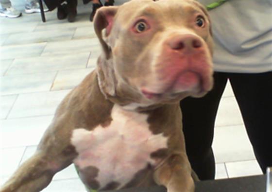 Shelter Stray Female Dog last seen CHARLOTTE, 8315 Byrum Dr, Charlotte, NC 28217, USA