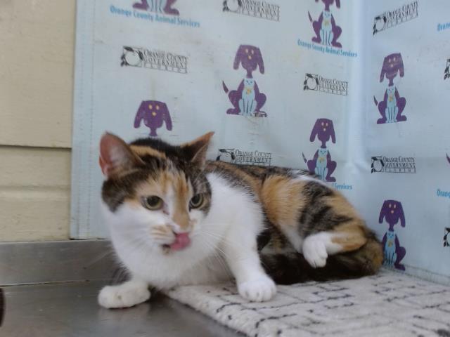 Shelter Stray Female Cat last seen , 2769 Conroy Rd, Orlando, FL 32839, USA