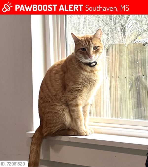 Lost Male Cat last seen Swinnea Road and Long Street, Southaven, MS 38672