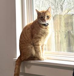 Lost Male Cat last seen Swinnea Road and Long Street, Southaven, MS 38672