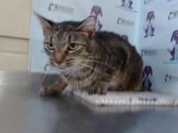 Shelter Stray Female Cat last seen , 2769 Conroy Rd, Orlando, FL 32839, USA