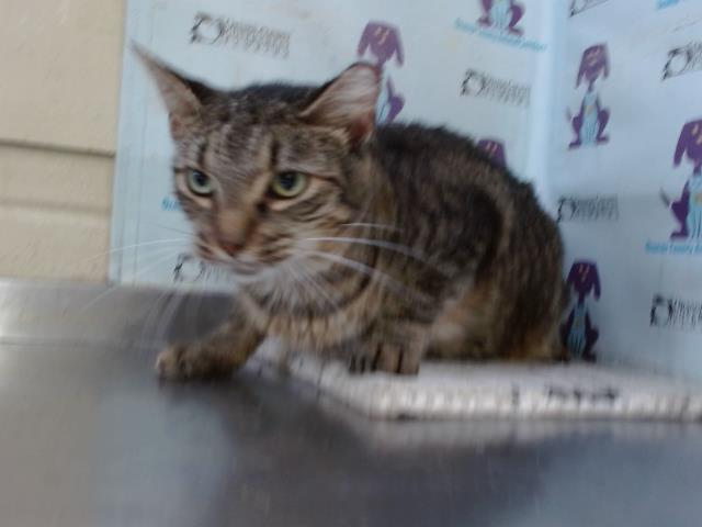 Shelter Stray Female Cat last seen , 2769 Conroy Rd, Orlando, FL 32839, USA