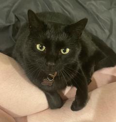 Lost Male Cat last seen Near hidden knoll dr off of Oleta Road Dana Nc, Hendersonville, NC 28792