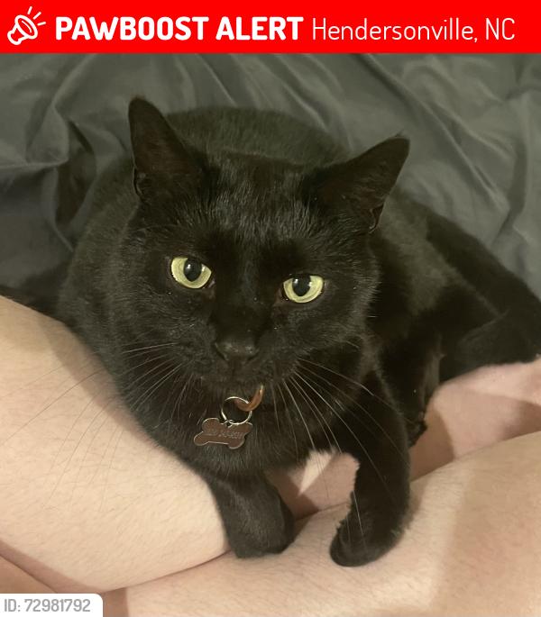 Lost Male Cat last seen Near hidden knoll dr off of Oleta Road Dana Nc, Hendersonville, NC 28792