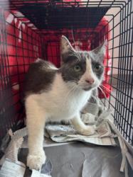 Shelter Stray Female Cat last seen , 11361 W Pico Blvd, Los Angeles, CA 90064, USA