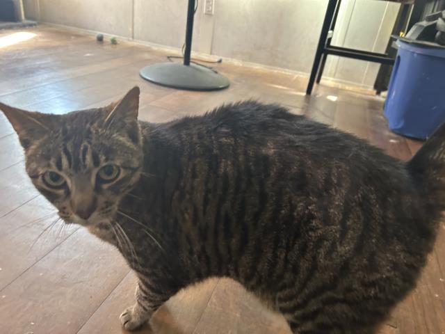 Shelter Stray Male Cat last seen Near BLOCK TURQUOISE DR, PERRIS, CA, 227 N D St, Perris, CA 92570, USA