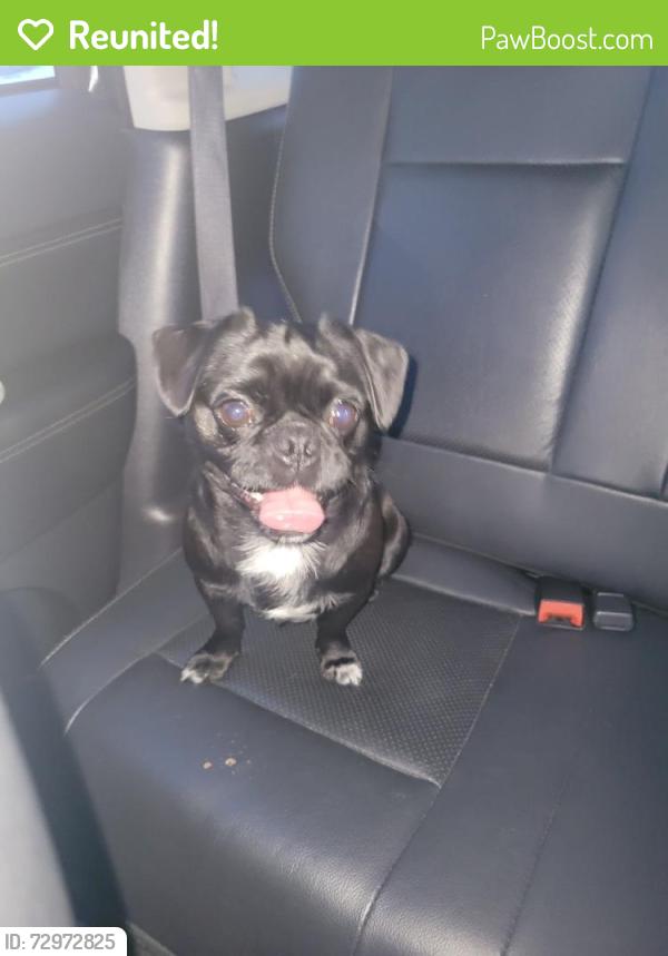 Reunited Male Dog last seen Lincoln Park, MI 48146, USA, Lincoln Park, MI 48146