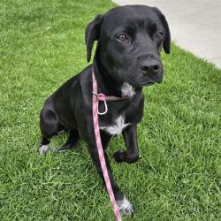Shelter Stray Female Dog last seen , Camarillo, CA 93010