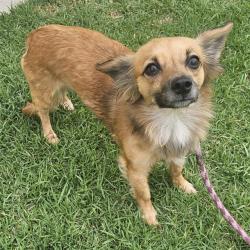 Shelter Stray Female Dog last seen , Camarillo, CA 93010