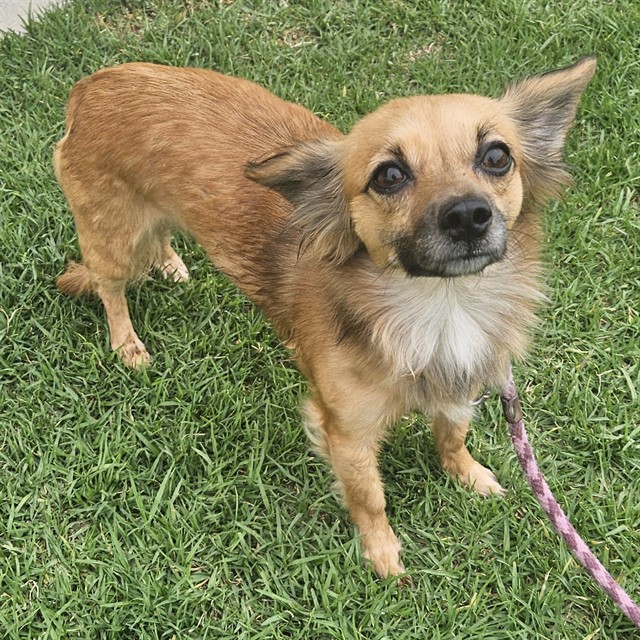 Shelter Stray Female Dog last seen , Camarillo, CA 93010