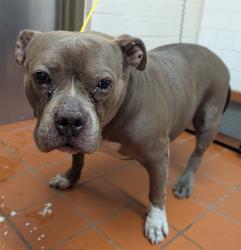 Shelter Stray Female Dog last seen , Camarillo, CA 93010