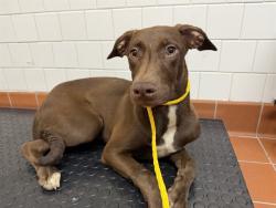 Shelter Stray Female Dog last seen , Camarillo, CA 93010