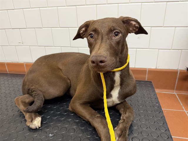 Shelter Stray Female Dog last seen , Camarillo, CA 93010