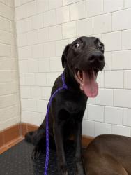 Shelter Stray Male Dog last seen , Camarillo, CA 93010