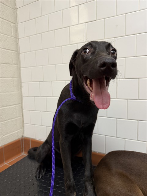 Shelter Stray Male Dog last seen , Camarillo, CA 93010