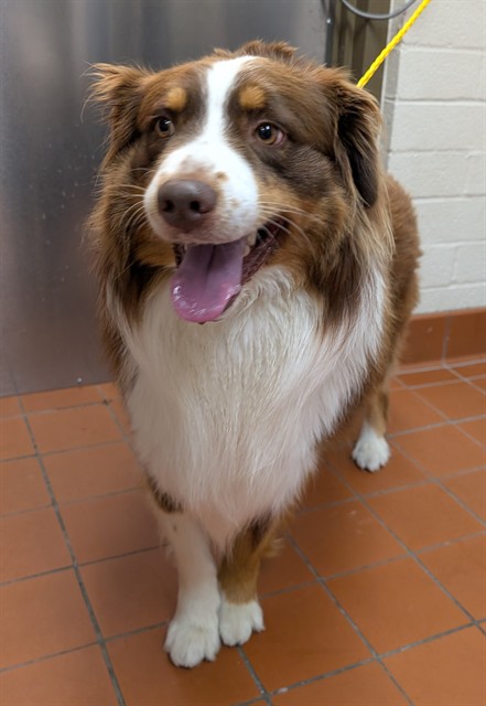 Shelter Stray Male Dog last seen , Camarillo, CA 93010