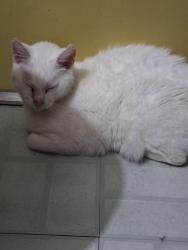 Reunited Female Cat last seen Birch bark, timberlane Dr., Fairview, TN 37062