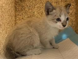 Shelter Stray Female Cat last seen MACK RD & ASPEN PARK APARTMENTS, 2127 Front St, Sacramento, CA 95818, USA
