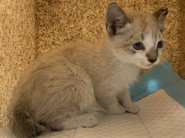 Shelter Stray Female Cat last seen MACK RD & ASPEN PARK APARTMENTS, 2127 Front St, Sacramento, CA 95818, USA