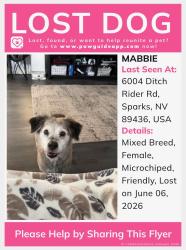 Lost Female Dog last seen Henry Orr Parkway and Shinning Sunset , Sparks, NV 89436