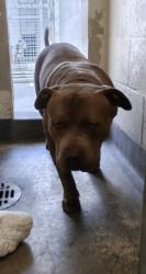 Shelter Stray Male Dog last seen , 3201 Lacy St, Los Angeles, CA 90031, USA