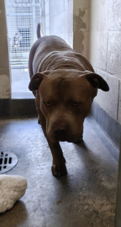 Shelter Stray Male Dog last seen , 3201 Lacy St, Los Angeles, CA 90031, USA