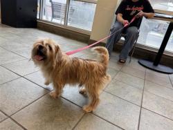 Shelter Stray Male Dog last seen , 4710 TX-151, San Antonio, TX 78227, USA