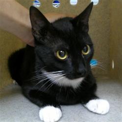 Shelter Stray Unknown Cat last seen WAWA'S IN LAKE MARY 17-92??, Sanford, FL 32773
