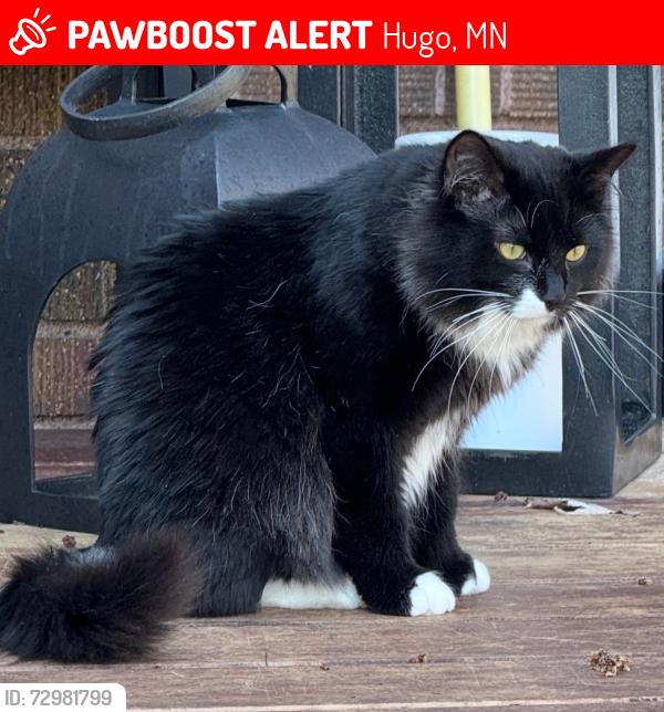 Lost Male Cat last seen Jody Ave., Hugo, MN 55038