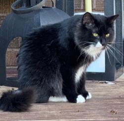Lost Male Cat last seen Jody Ave., Hugo, MN 55038