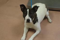 Shelter Stray Female Dog last seen Near BLOCK RIVER DR, Columbia, SC 29209