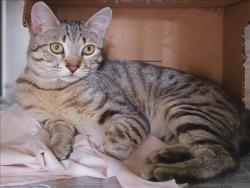 Shelter Stray Male Cat last seen , 1850 W 60th St, Los Angeles, CA 90047, USA